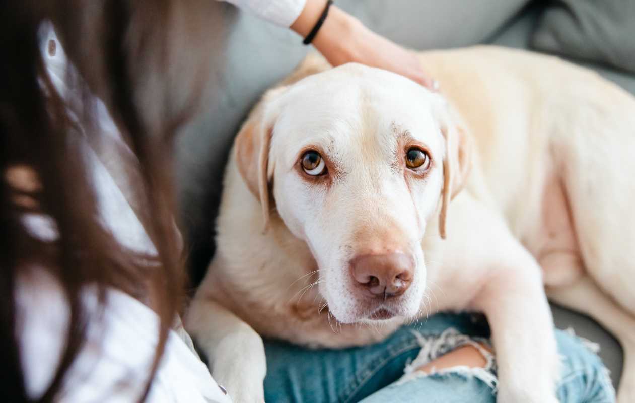 The Role of Therapy Dogs for Children With Anxiety Disorders 